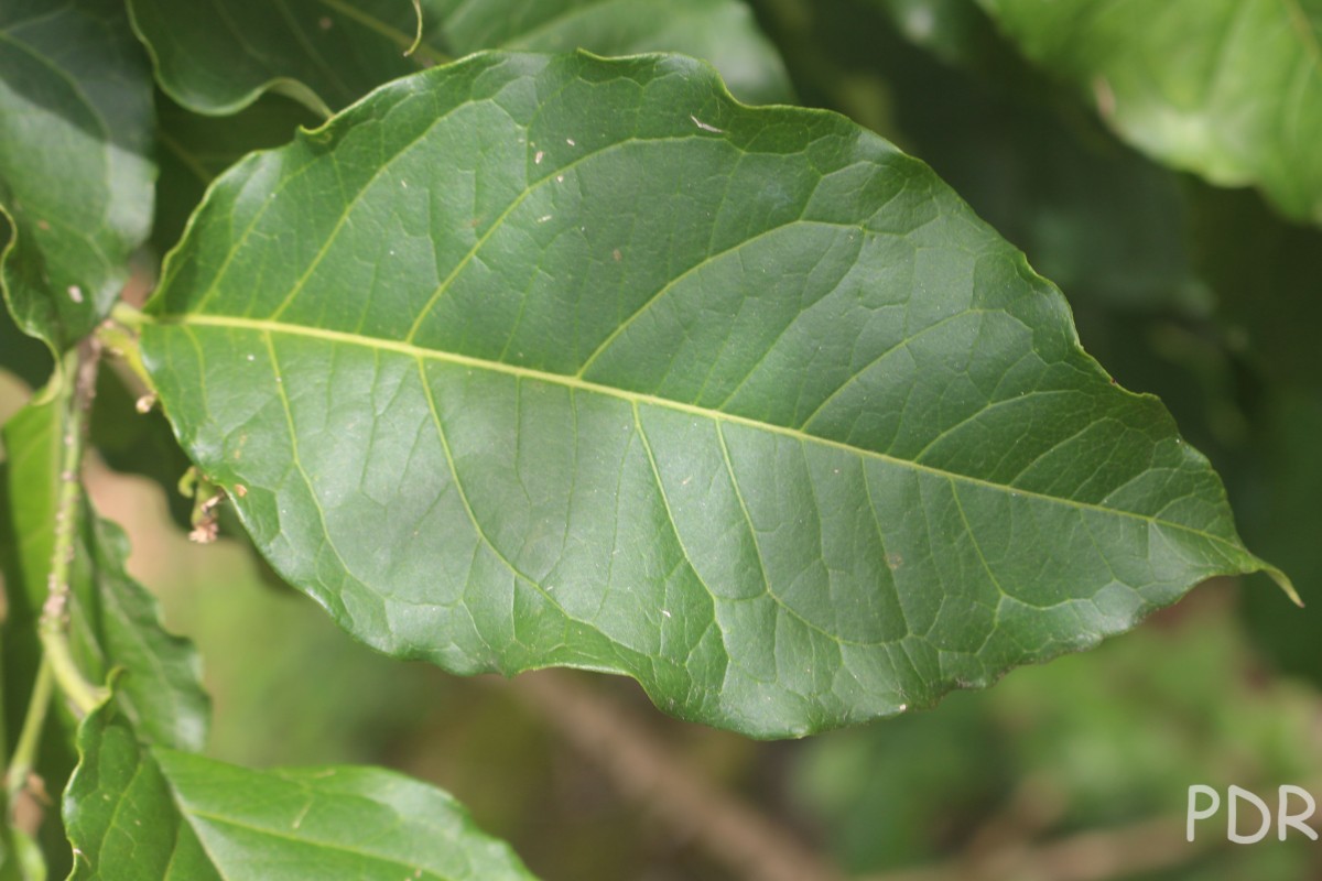 Bunchosia armeniaca (Cav.) DC.